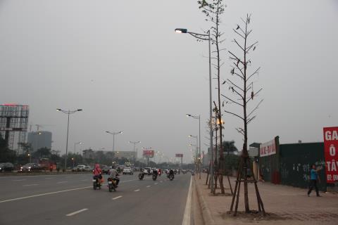 Hà[-]Nội:[-]Cây[-]mới[-]trồng[-]đang[-]chết[-]hàng[-]loạt